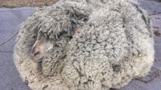 数年ぶりに毛刈りの羊、30キロ身軽に　オーストラリア