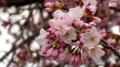 【動画ニュース】ワシントンでも花見シーズン 観光客が春の訪れを満喫