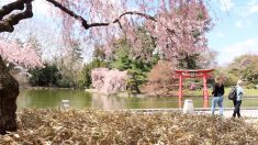 【動画ニュース】ニューヨークにも桜の季節到来 観光客で賑わうブルックリン植物園