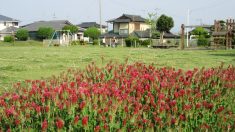 【散歩道で見た花や風景】ストロベリーキャンドル