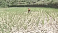 【動画ニュース】中国各地で深刻な干ばつ 中国政府「過去最高水準の豊作」