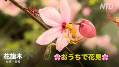 台湾・台南の花旗木（シャワーツリー）