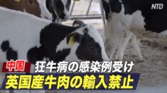 中国 英国産牛肉の輸入禁止 狂牛病の感染例受け