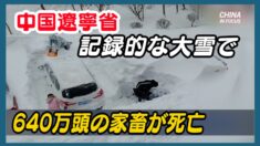 遼寧省 記録的な大雪で640万頭の家畜が死亡